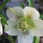  Liliane Roubaudi - Helleborus L. [1753]