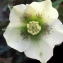  Liliane Roubaudi - Helleborus L. [1753]