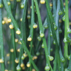 Psilotum nudum (L.) P.Beauv.