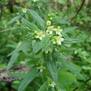 Photographie n°284264 du taxon Lithospermum officinale L. [1753]