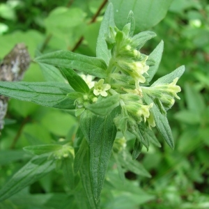 Photographie n°284269 du taxon Lithospermum officinale L. [1753]