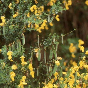 Photographie n°284277 du taxon Cytisus scoparius (L.) Link [1822]