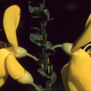 Photographie n°284282 du taxon Cytisus scoparius (L.) Link [1822]