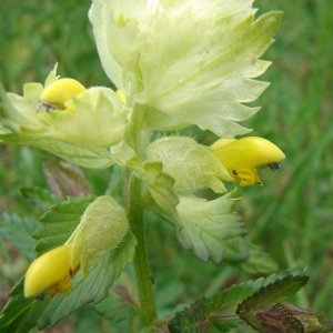 Photographie n°284291 du taxon Rhinanthus alectorolophus (Scop.) Pollich [1777]