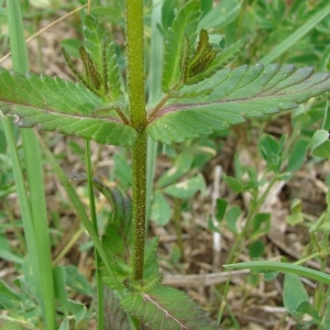 Photographie n°284292 du taxon Rhinanthus alectorolophus (Scop.) Pollich [1777]