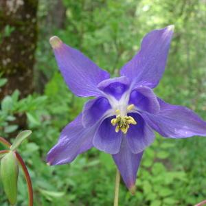 Photographie n°284298 du taxon Aquilegia vulgaris L. [1753]