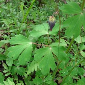 Photographie n°284300 du taxon Aquilegia vulgaris L. [1753]