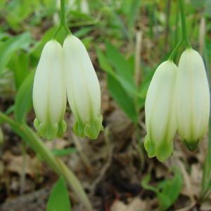 Photographie n°284303 du taxon Polygonatum odoratum (Mill.) Druce [1906]