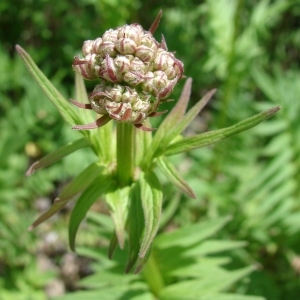 Photographie n°284312 du taxon Valeriana officinalis L. [1753]