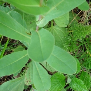 Photographie n°284315 du taxon Cerinthe minor subsp. auriculata (Ten.) Rouy [1927]