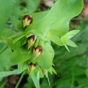 Photographie n°284318 du taxon Cerinthe minor subsp. auriculata (Ten.) Rouy [1927]