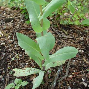 Photographie n°284320 du taxon Cerinthe minor subsp. auriculata (Ten.) Rouy [1927]
