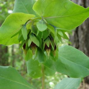 Photographie n°284321 du taxon Cerinthe minor subsp. auriculata (Ten.) Rouy [1927]