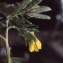 Liliane Roubaudi - Genista linifolia L. [1762]
