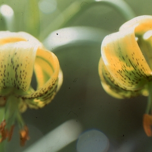 Photographie n°284403 du taxon Lilium pyrenaicum Gouan [1773]