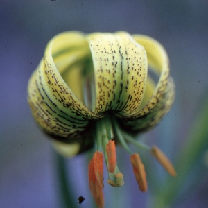 Photographie n°284404 du taxon Lilium pyrenaicum Gouan