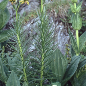 Photographie n°284405 du taxon Lilium pyrenaicum Gouan [1773]