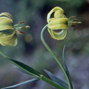 Photographie n°284407 du taxon Lilium pyrenaicum Gouan