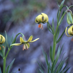 Photographie n°284410 du taxon Lilium pyrenaicum Gouan