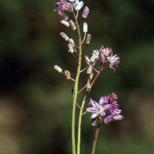 Photographie n°284412 du taxon Prospero autumnale (L.) Speta [1982]