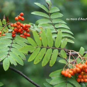 Photographie n°284418 du taxon Sorbus aucuparia L. [1753]