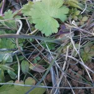 Photographie n°284433 du taxon Geranium L.