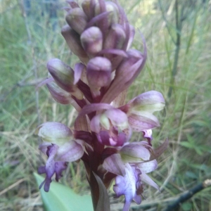 Photographie n°284434 du taxon Himantoglossum robertianum (Loisel.) P.Delforge [1999]