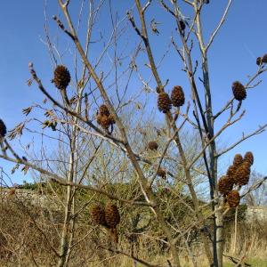 Photographie n°284473 du taxon Alnus cordata (Loisel.) Duby [1828]