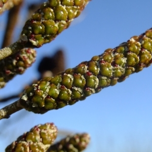 Photographie n°284474 du taxon Alnus cordata (Loisel.) Duby [1828]