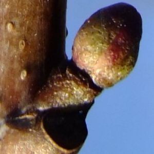 Photographie n°284480 du taxon Alnus cordata (Loisel.) Duby [1828]