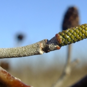 Photographie n°284482 du taxon Alnus cordata (Loisel.) Duby [1828]