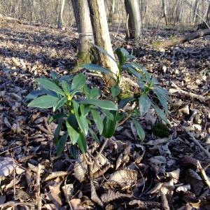 Photographie n°284495 du taxon Daphne laureola L. [1753]