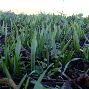 Photographie n°284537 du taxon Tulipa sylvestris L. [1753]