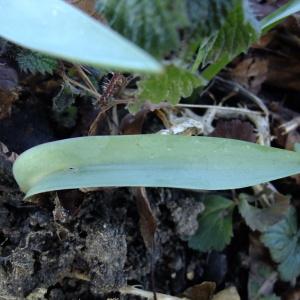 Photographie n°284539 du taxon Tulipa sylvestris L. [1753]