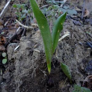 Photographie n°284540 du taxon Tulipa sylvestris L. [1753]