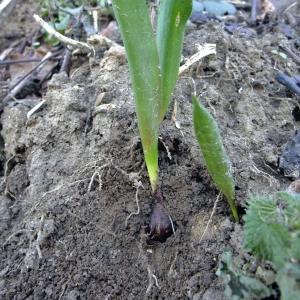 Photographie n°284542 du taxon Tulipa sylvestris L. [1753]