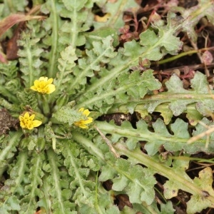 Photographie n°284570 du taxon Hyoseris scabra L. [1753]