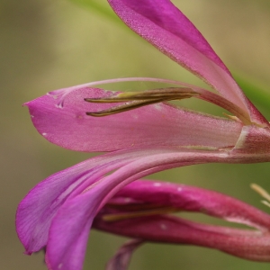 Photographie n°284578 du taxon Gladiolus italicus Mill. [1768]