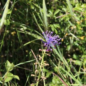 Photographie n°284579 du taxon Muscari comosum (L.) Mill. [1768]