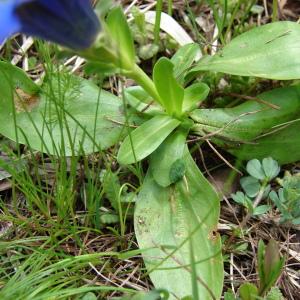 Photographie n°284629 du taxon Gentiana acaulis L. [1753]