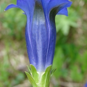 Photographie n°284631 du taxon Gentiana acaulis L. [1753]