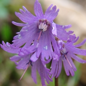 Soldanella alpina L. (Soldanelle des Alpes)