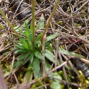 Photographie n°284674 du taxon Androsace adfinis Biroli [1820]