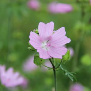 Photographie n°284690 du taxon Malva moschata L. [1753]