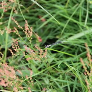 Photographie n°284694 du taxon Rumex acetosella L. [1753]