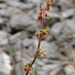 Photographie n°284706 du taxon Rumex scutatus L. [1753]