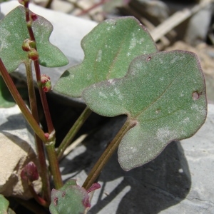 Photographie n°284707 du taxon Rumex scutatus L. [1753]