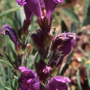 Dracocephalum austriacum L. (Dracocéphale d'Autriche)