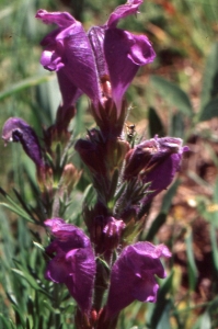 Liliane Roubaudi, le  2 juillet 1999 (Pralognan-la-Vanoise)