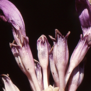 Photographie n°284728 du taxon Lathraea clandestina L. [1753]